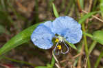 Whitemouth dayflower 